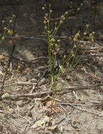 Image of Mono buckwheat