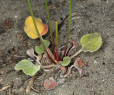 Image of Mono buckwheat