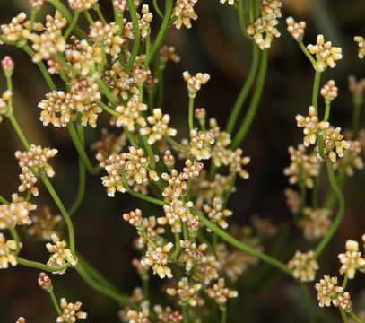Image of Mono buckwheat