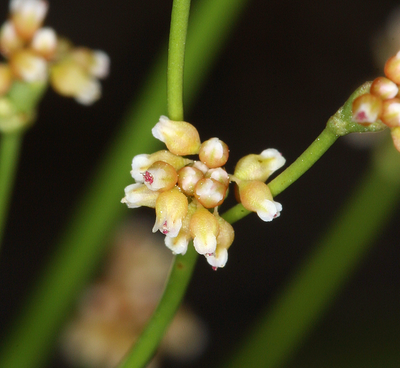 Image of Mono buckwheat