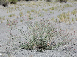 Image of money buckwheat