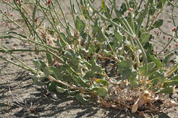 Image of money buckwheat