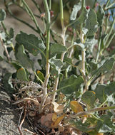 Image of money buckwheat