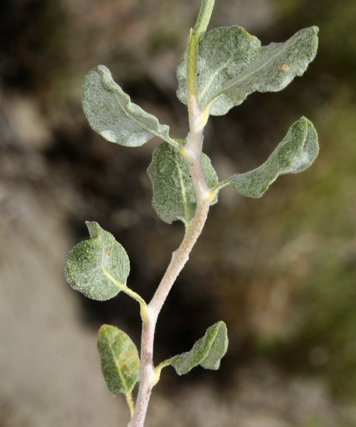 Image of money buckwheat