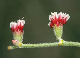 Image of money buckwheat