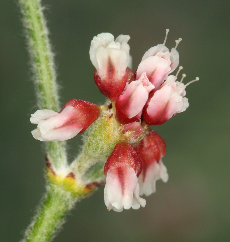 Image of money buckwheat