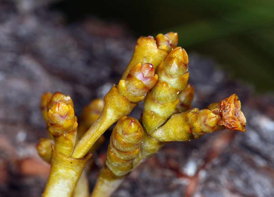 Image of western dwarf mistletoe