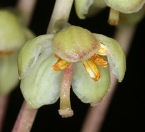 Image of whiteveined wintergreen