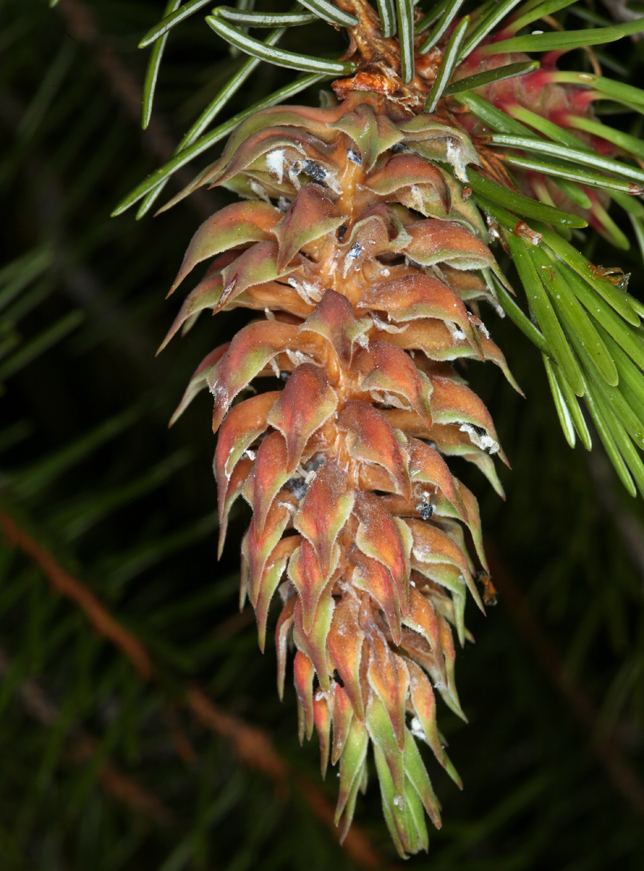 Image of Brewer spruce