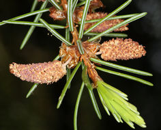 Image of Brewer spruce