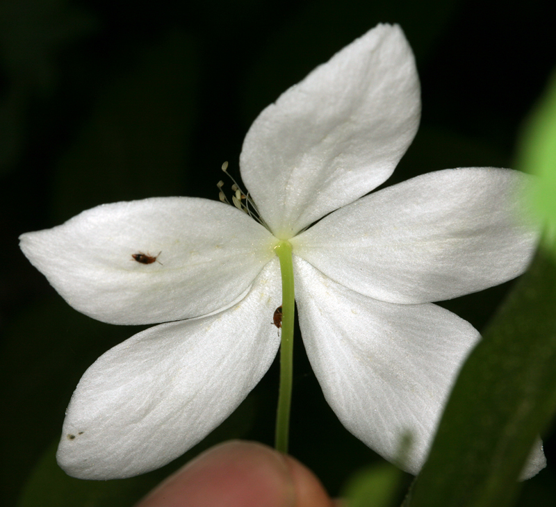 Image of <i>Anemone deltoidea</i>