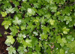 Image of prickly currant