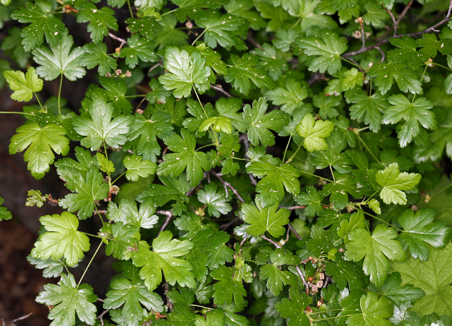 Image of prickly currant