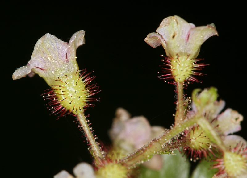 Image of prickly currant