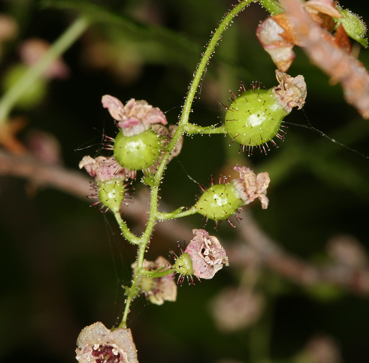 Image of prickly currant