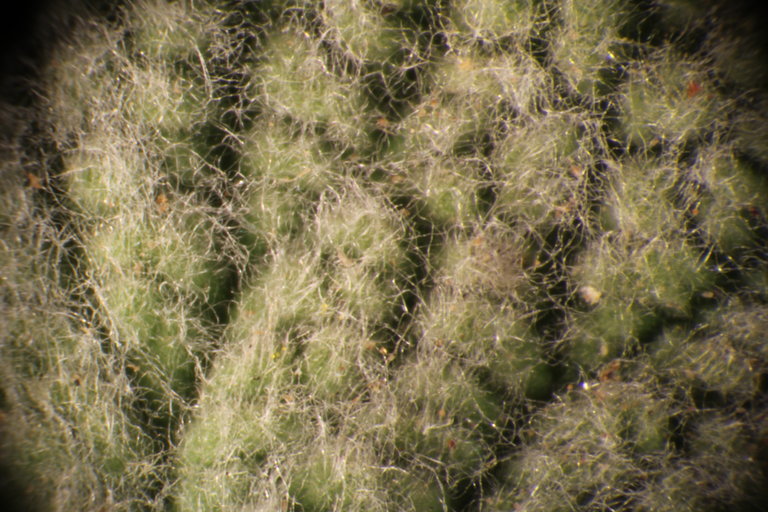 Image of horehound