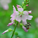 Image of white checkerbloom