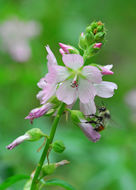 Image of white checkerbloom