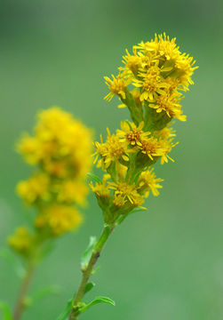 Image of Solidago velutina subsp. sparsiflora (A. Gray) Semple