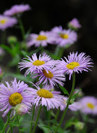 Image of threenerve fleabane