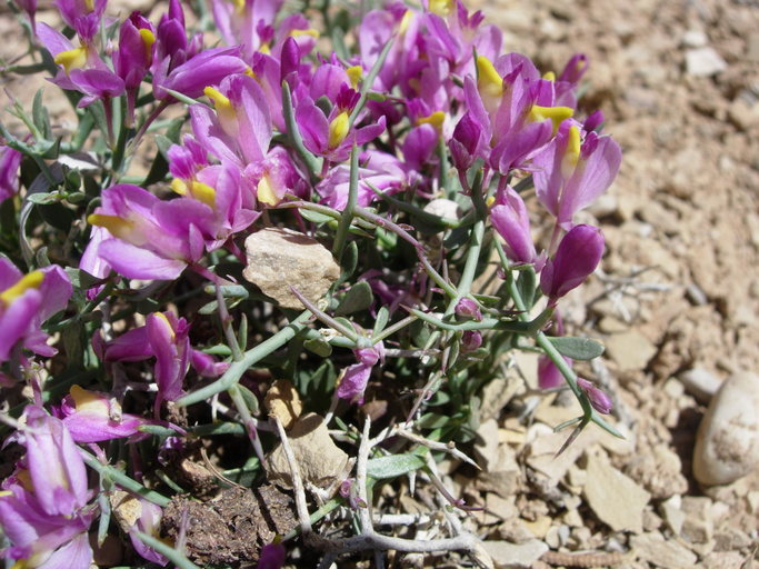 Image of <i>Polygala heterorhyncha</i>