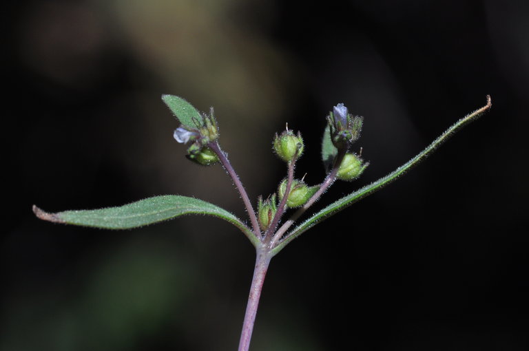 Phacelia racemosa (Kellogg) A. A. Heller resmi