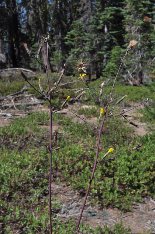 Image of Greene's hawkweed