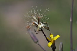 Image of Greene's hawkweed