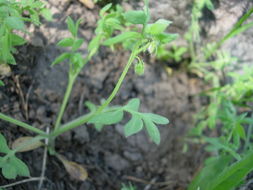 Nemophila breviflora A. Gray resmi