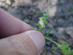 Nemophila breviflora A. Gray resmi