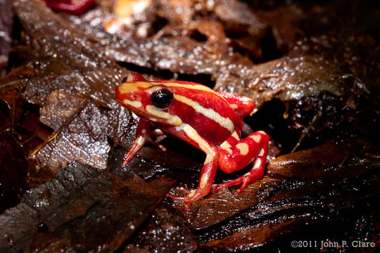 Image of Anthony's Poison-Arrow Frog