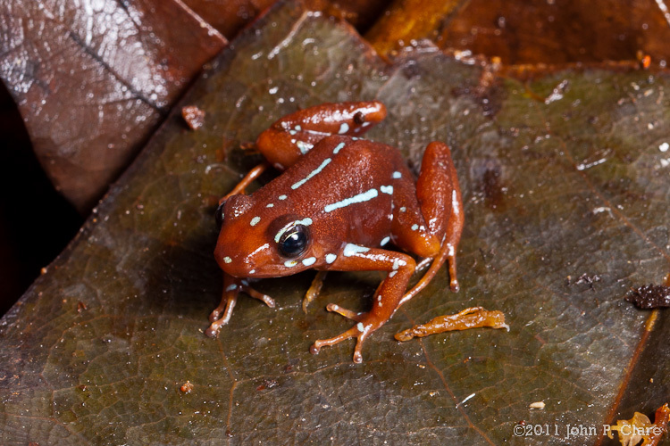 Image of Anthony's Poison-Arrow Frog