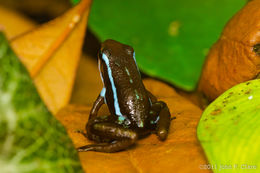 Image of Anthony's Poison-Arrow Frog