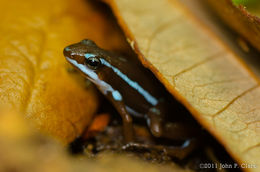 Image of Anthony's Poison-Arrow Frog