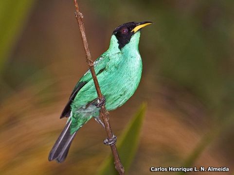 Image of Green Honeycreeper