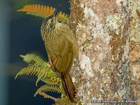 Image of Planalto Woodcreeper