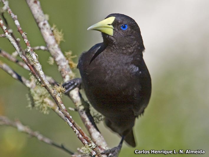 Image of Red-rumped Cacique