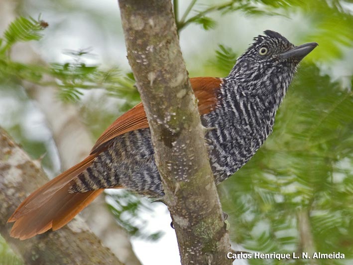 Image of Chestnut-backed Antshrike