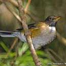 Imagem de Turdus albicollis Vieillot 1818