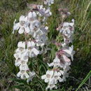 Image of white penstemon