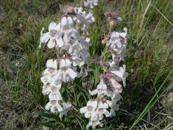 Image de Penstemon albidus Nutt.