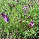 Image of twogrooved milkvetch