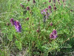 Image of twogrooved milkvetch