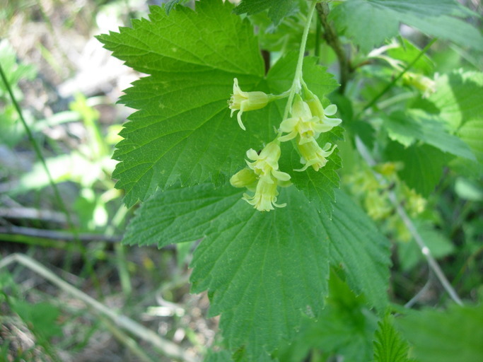 Image of American black currant