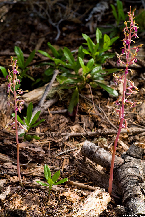 Corallorhiza mertensiana Bong.的圖片