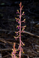 Corallorhiza mertensiana Bong.的圖片