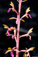 Corallorhiza mertensiana Bong.的圖片