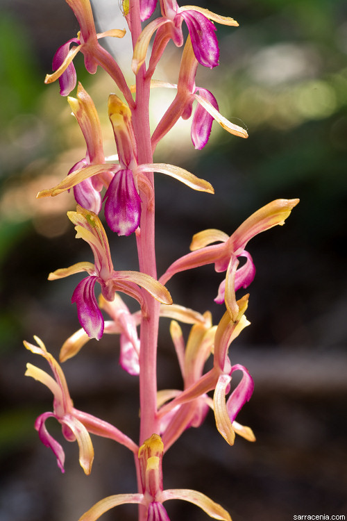 Image of Pacific coralroot