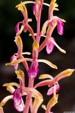 Corallorhiza mertensiana Bong.的圖片