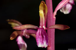 Corallorhiza mertensiana Bong.的圖片